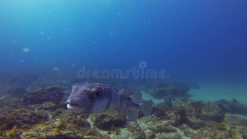 Poisson-pouffer fermé Poisson-Pouffer Porcupic Ou Boxfish Mer Bleue Cute Critère & Calme banque de vidéos
