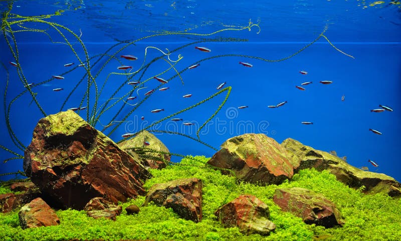 Poissons au néon dans l'aquarium d'eau douce