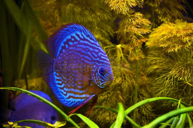 Blue striped fish in the tropic aquarium. Blue striped fish in the tropic aquarium