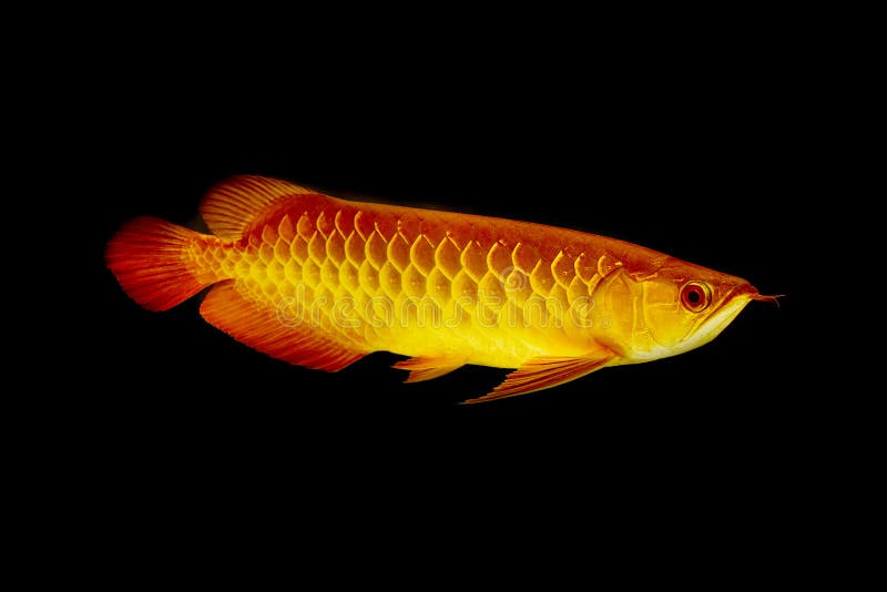 Poissons d'Arowana d'Asiatique, poissons de dragon images libres de droits Poissons d'Arowana d'Asiatique, poissons de dragon images libres de droits