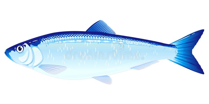 Poissons d'harengs atlantiques illustration de vecteur Poissons d'harengs atlantiques illustration de vecteur