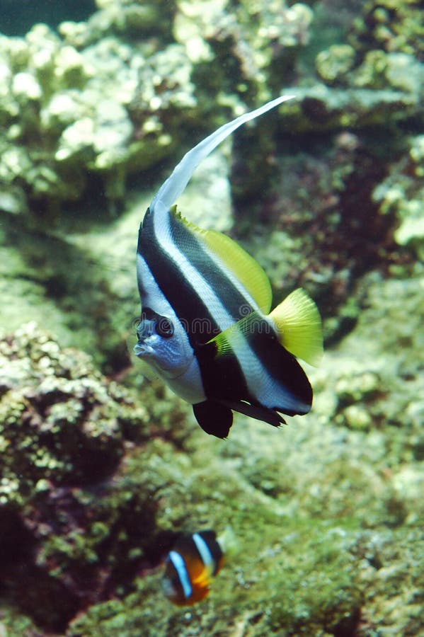 Download Poissons d'indicateur photo stock. Image du corail, animal - 79278