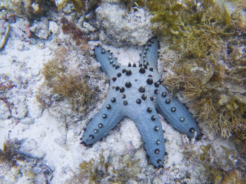 Poissons d'étoile bleue sur le fond marin blanc de sable Photo sous-marine d'étoiles de mer tropicales image stock Poissons d'étoile bleue sur le fond marin blanc de sable Photo sous-marine d'étoiles de mer tropicales image stock