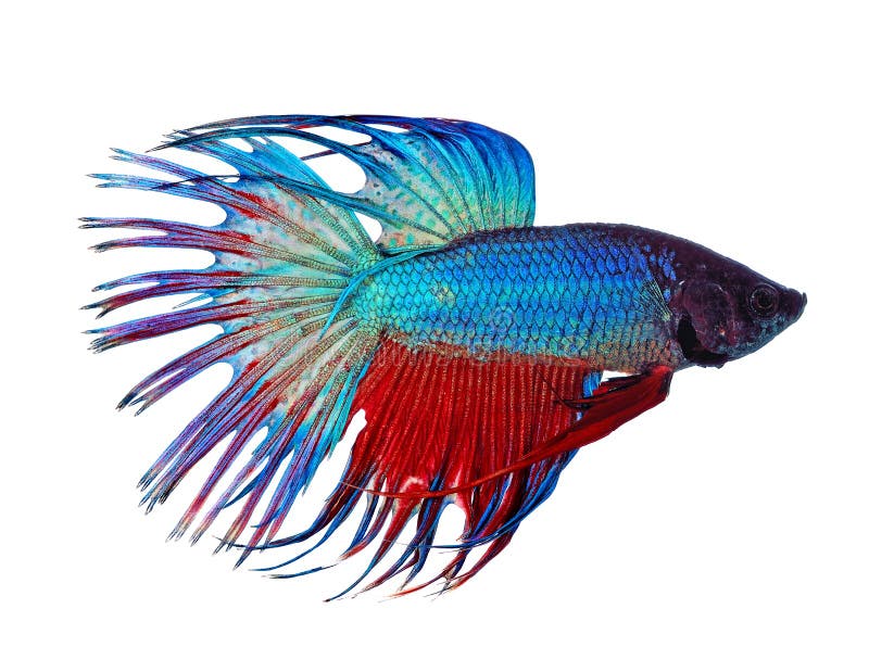 Poissons de combat image stock Poissons de combat image stock