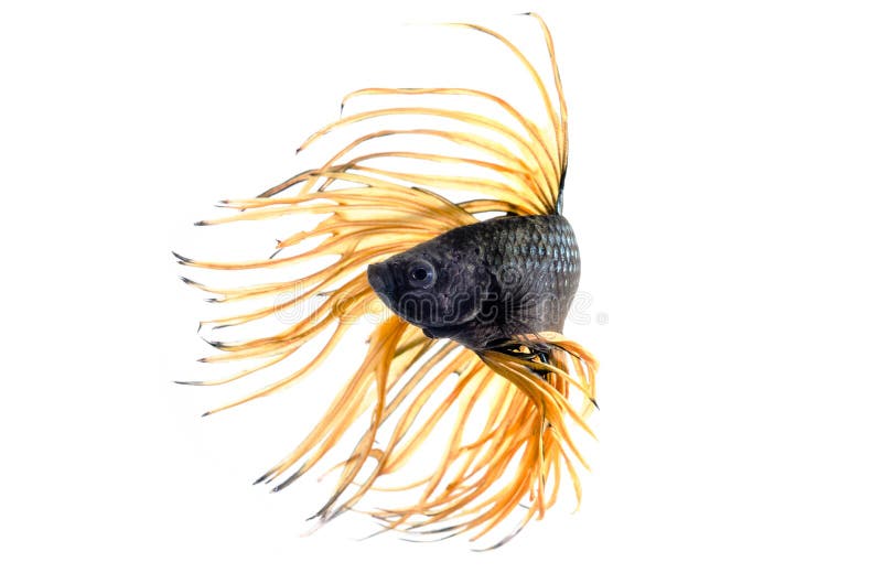 Poissons de combat, betta sur le fond blanc photos stock Poissons de combat, betta sur le fond blanc photos stock