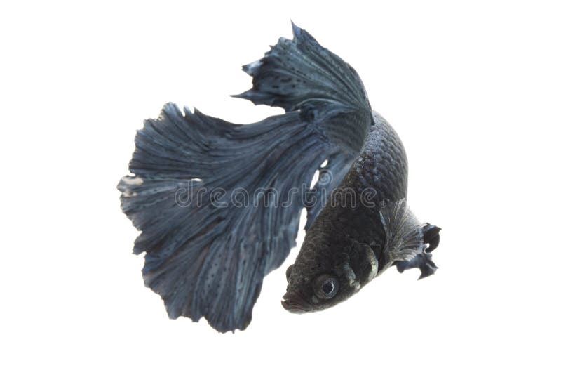 Poissons de combat siamois photos stock Poissons de combat siamois photos stock