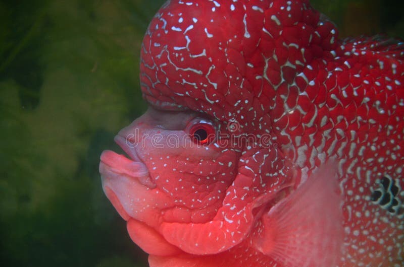 Poissons de Flowerhorn images stock Poissons de Flowerhorn images stock