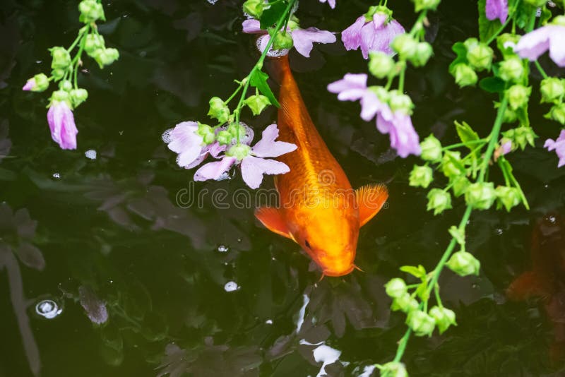 Poissons de Koi dans l'étang photos libres de droits Poissons de Koi dans l'étang photos libres de droits
