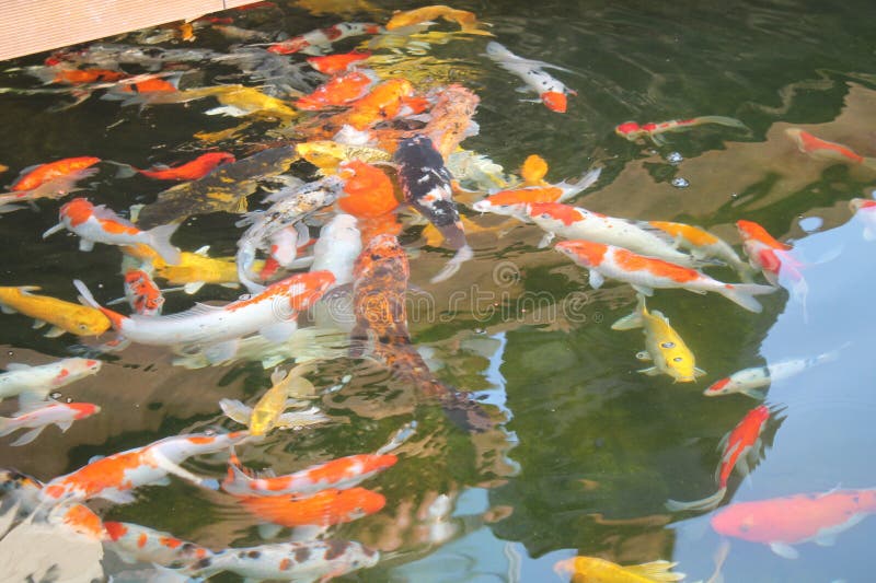 Poissons de Koi, Java Indonesia occidental image stock Poissons de Koi, Java Indonesia occidental image stock