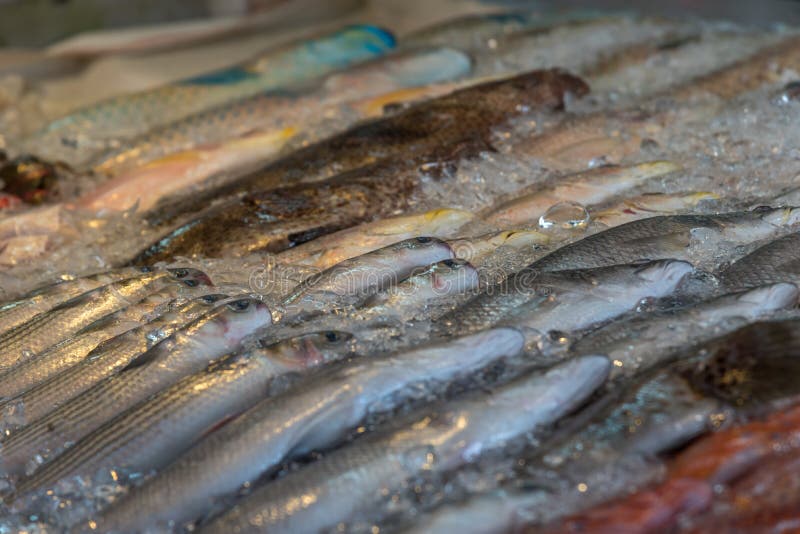 Poissons de mer crus frais aux fruits de mer et à la poissonnerie photographie stock Poissons de mer crus frais aux fruits de mer et à la poissonnerie photographie stock