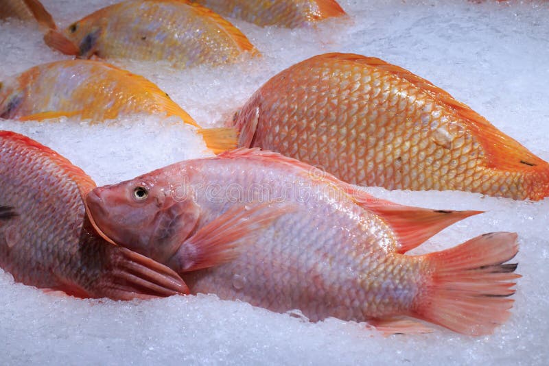 Poissons de mer frais sur la glace écrasée, plan rapproché image libre de droits Poissons de mer frais sur la glace écrasée, plan rapproché image libre de droits