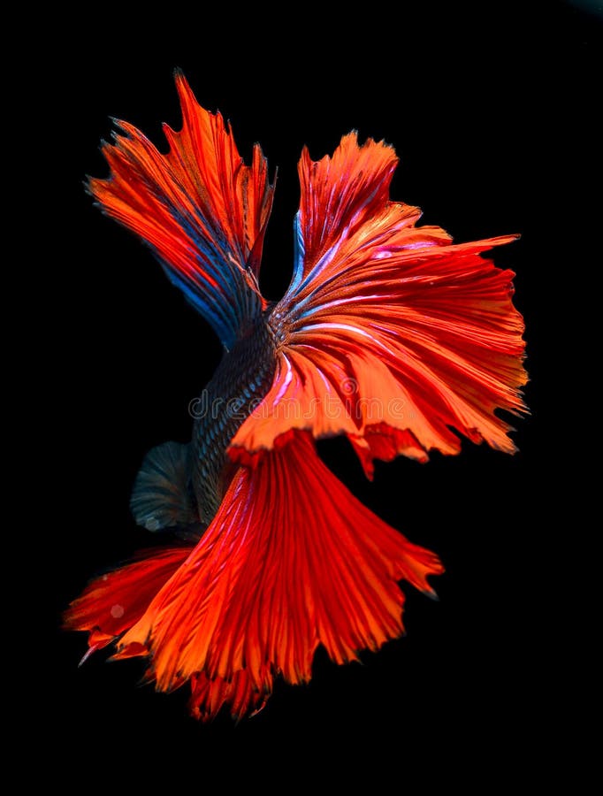 Poissons de morsure avec de belles couleurs photo libre de droits Poissons de morsure avec de belles couleurs photo libre de droits