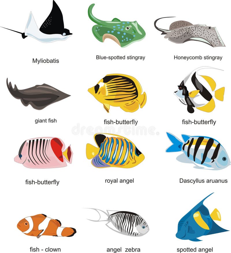 Many different finfishess are from tropical waters. Many different finfishess are from tropical waters