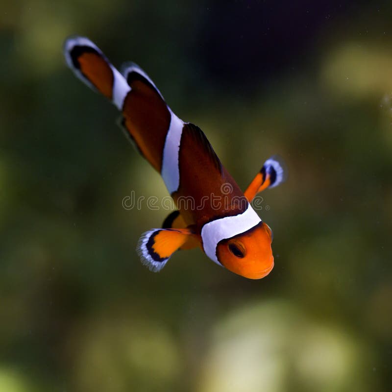 Poissons de récif, poissons de clown ou poissons d'anémone images stock Poissons de récif, poissons de clown ou poissons d'anémone images stock