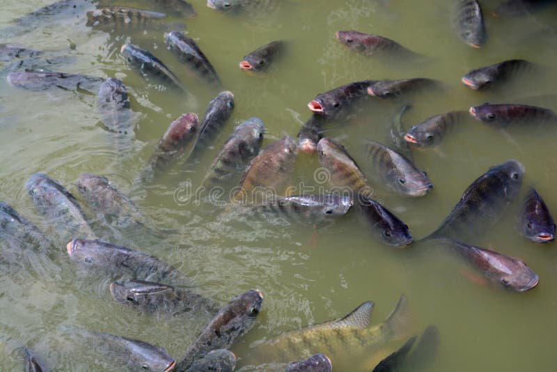 Poissons De Tilapia Dans La Ferme Image stock Image du nile