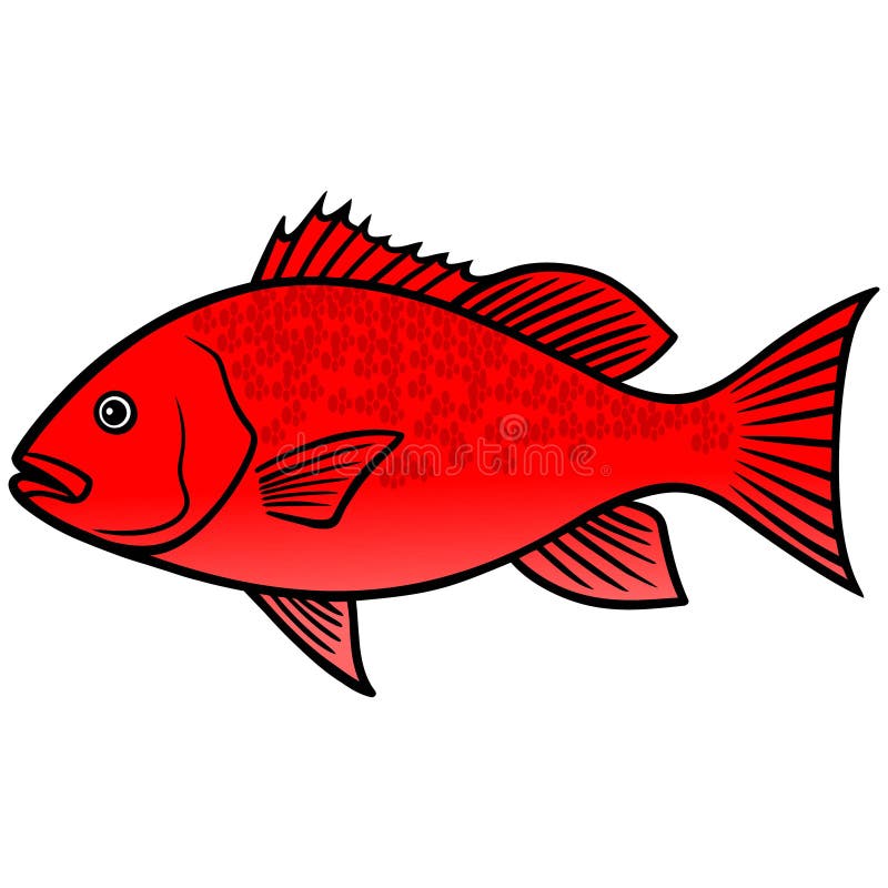 A vector illustration of a Red Snapper Fish. A vector illustration of a Red Snapper Fish.