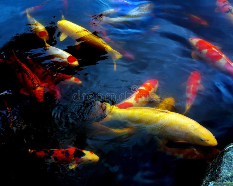Poissons effarouchés colorés photos libres de droits Poissons effarouchés colorés photos libres de droits