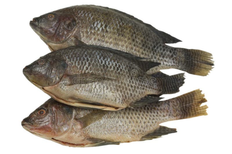 Poissons de Tilapia du Nil image stock. Image du freshwater 23603507