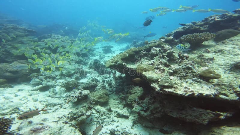 Poissons et coraux aux couleurs vives. tir sous-marin près des seychelles banque de vidéos