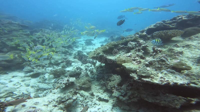 Poissons et coraux aux couleurs vives. tir sous-marin près des seychelles banque de vidéos