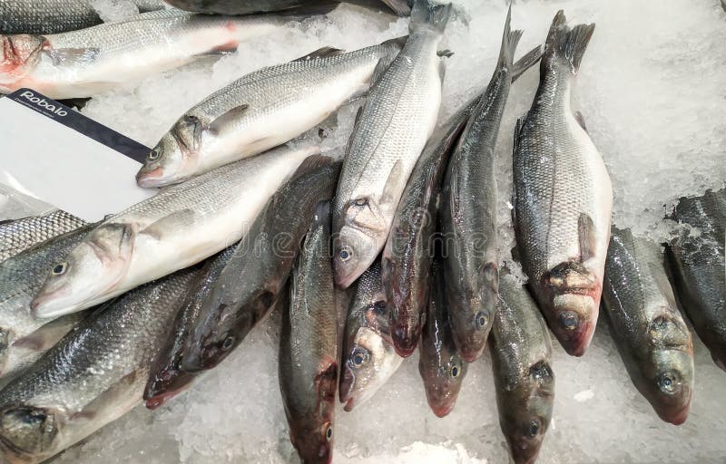 Poissons frais de bar de mer sur la glace ?cras?e photo stock Poissons frais de bar de mer sur la glace ?cras?e photo stock