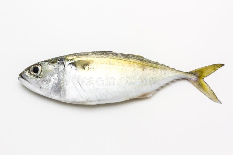 Poissons frais de maquereau photos stock Poissons frais de maquereau photos stock