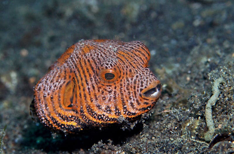 Juvenile (Arothron mappa) Inhabits coral reefs, distinguished by spoke-like black lines radiating from eye, black blotch around gill openings and pectoral fin base and highly irregular reticulum of black lines with pale spots. up to 60 cm. Juvenile (Arothron mappa) Inhabits coral reefs, distinguished by spoke-like black lines radiating from eye, black blotch around gill openings and pectoral fin base and highly irregular reticulum of black lines with pale spots. up to 60 cm