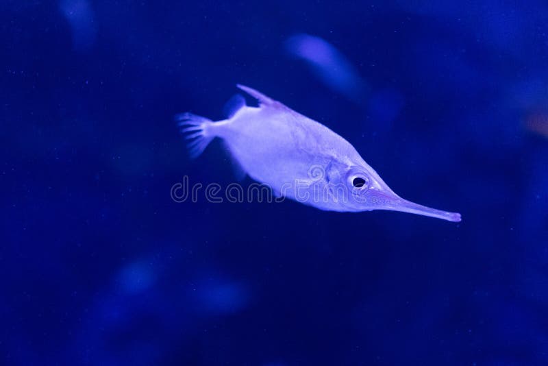 Poissons Avec Un Long Nez Photos Stock Téléchargez 50 Photos libres de droits