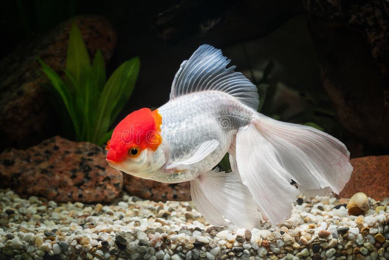 Poisson Rouge Dans Un Aquarium à Fond De Galets