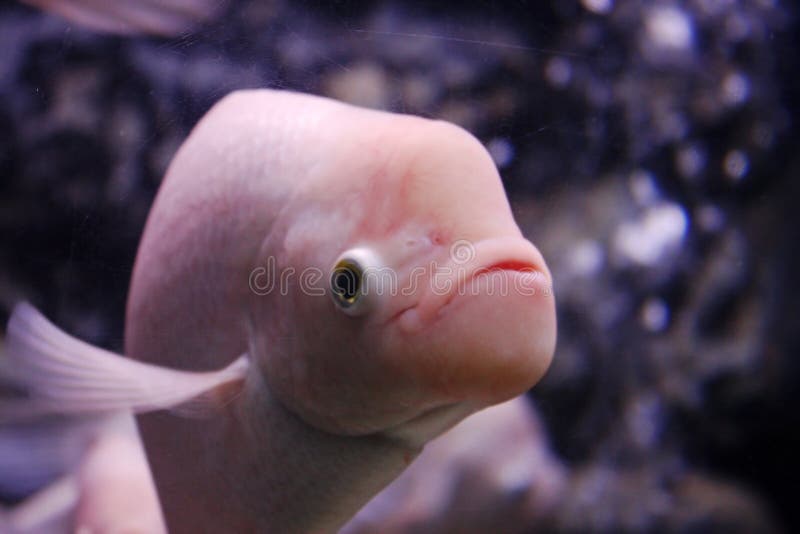 A strange formed pink fish face. A strange formed pink fish face