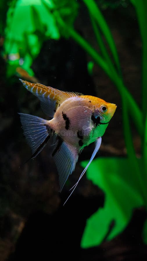 Poissons repérés dans un aquarium, bavures de poissons images libres de droits Poissons repérés dans un aquarium, bavures de poissons images libres de droits