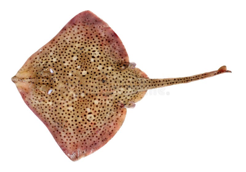 Poissons repérés de rayon images libres de droits Poissons repérés de rayon images libres de droits