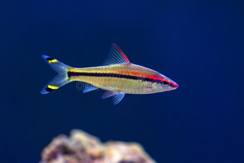 Poissons rhodostomus-tétra, Barbus, bains cardinaux dans un aquarium transparent sur un fond bleu-foncé images libres de droits Poissons rhodostomus-tétra, Barbus, bains cardinaux dans un aquarium transparent sur un fond bleu-foncé images libres de droits