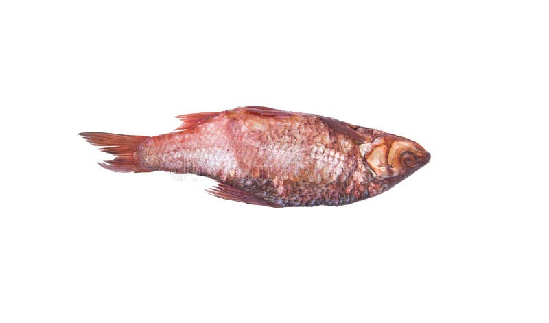 Poissons salés photographie stock libre de droits Poissons salés photographie stock libre de droits