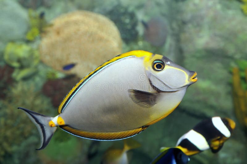 1 640 867 Poissons Photos Libres De Droits Et Gratuites De Dreamstime