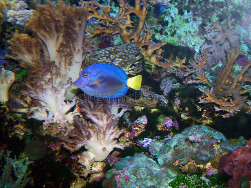 Poissons tropicaux photographie stock Poissons tropicaux photographie stock