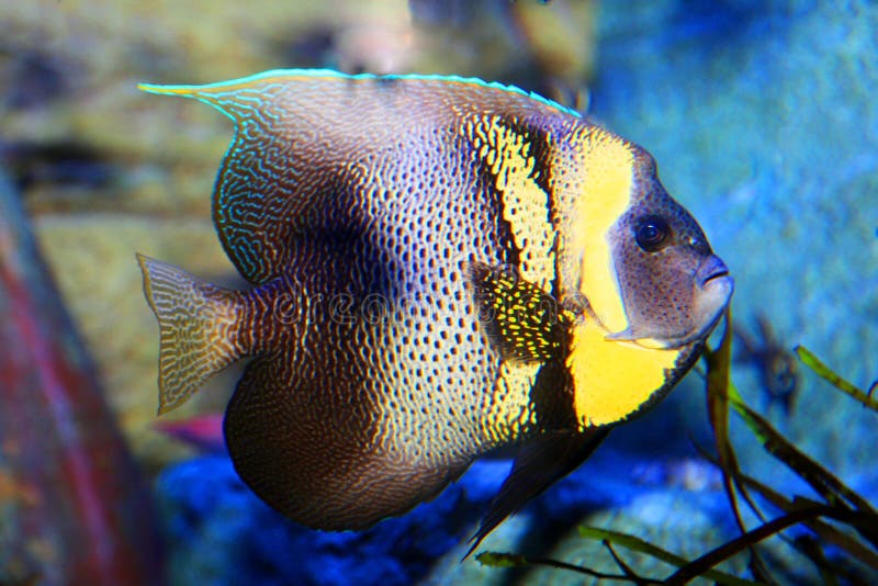  Poissons  tropicaux image stock Image du passe temps 