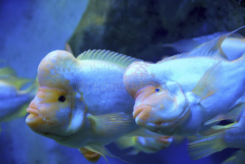 poissons tropicaux images libres de droits poissons tropicaux images libres de droits