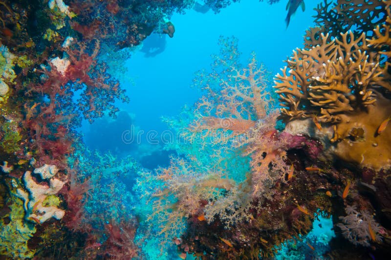 Poissons tropicaux d'Anthias avec les coraux nets du feu photos stock Poissons tropicaux d'Anthias avec les coraux nets du feu photos stock