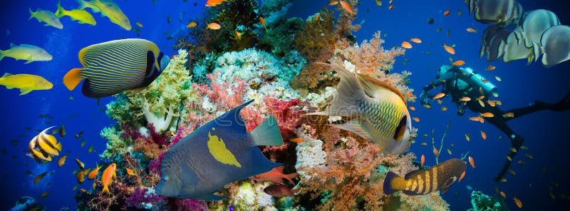 Poissons tropicaux d'Anthias avec les coraux nets du feu images libres de droits Poissons tropicaux d'Anthias avec les coraux nets du feu images libres de droits