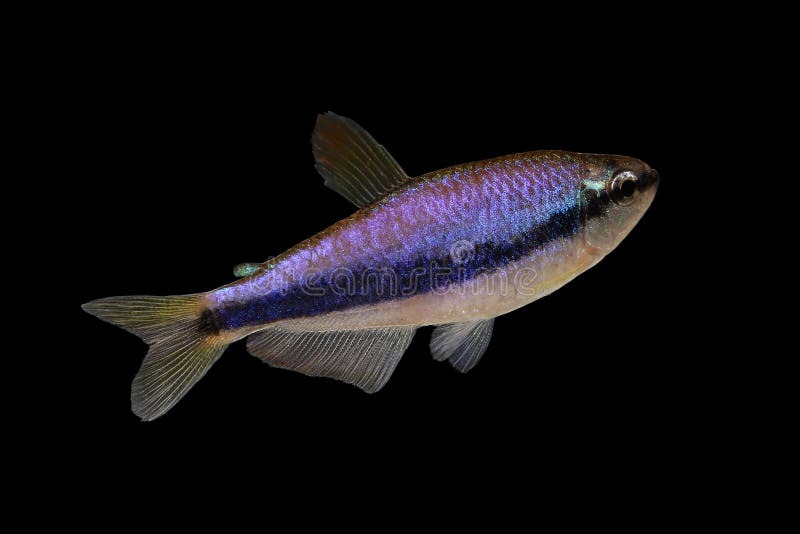 Poissons tropicaux d'aquarium d'empereur de kerri bleu de Tetra Inpaichthys d'isolement photos stock Poissons tropicaux d'aquarium d'empereur de kerri bleu de Tetra Inpaichthys d'isolement photos stock