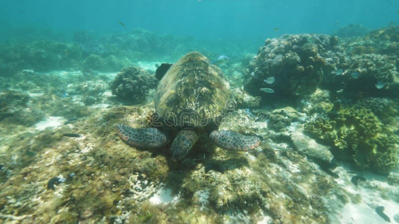 Poissons tropicaux et tortues nageant entre les récifs coralliens dans une eau de mer transparente Tir sous-marin tornade et clips vidéos