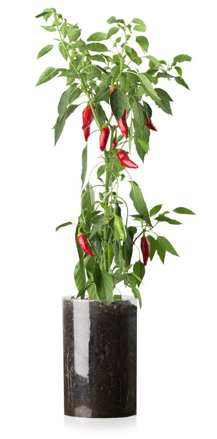 Poivre de piment sur le buisson d'isolement sur le fond blanc photo libre de droits Poivre de piment sur le buisson d'isolement sur le fond blanc photo libre de droits