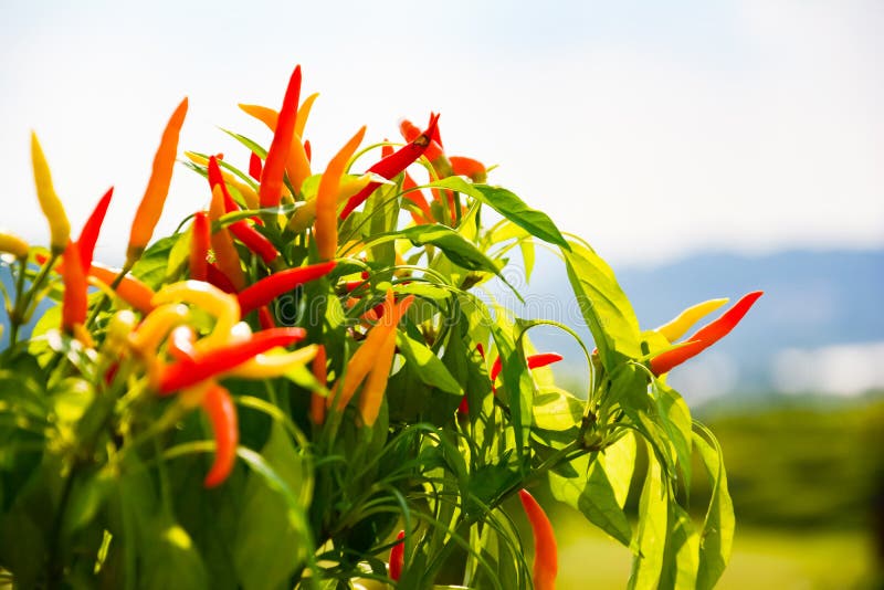 Poivrons verts, jaunes et rouges ou SOLANACEAE ou poivron L annuum de piments ou de piments ont été plantés au sol C'est un type image libre de droits Poivrons verts, jaunes et rouges ou SOLANACEAE ou poivron L annuum de piments ou de piments ont été plantés au sol C'est un type image libre de droits