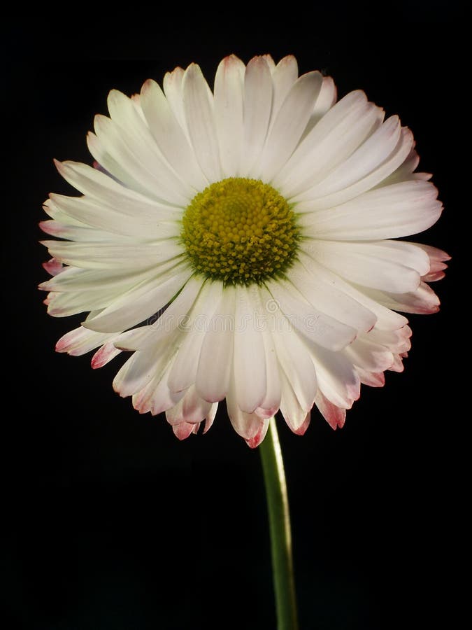 Daisy Pics
