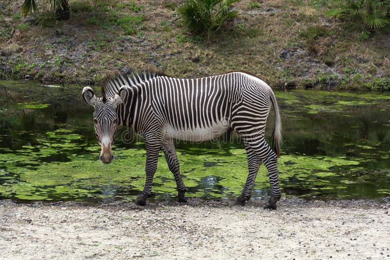 Pojedyncza zebry Equus kwaga przy waterhole zdjęcie royalty free Pojedyncza zebry Equus kwaga przy waterhole zdjęcie royalty free