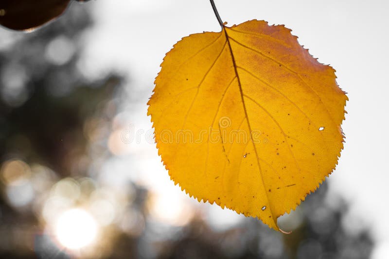 Pojedynczej żółtej pomarańczowej jesieni morelowy liść obramiał dobrze, przeciw bokeh zamazującemu tłu, zdrowa żywność organiczna fotografia royalty free Pojedynczej żółtej pomarańczowej jesieni morelowy liść obramiał dobrze, przeciw bokeh zamazującemu tłu, zdrowa żywność organiczna fotografia royalty free