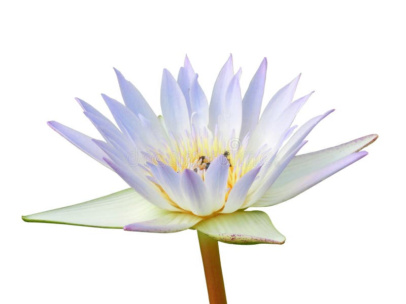 Pojedynczy lotus zdjęcie royalty free
