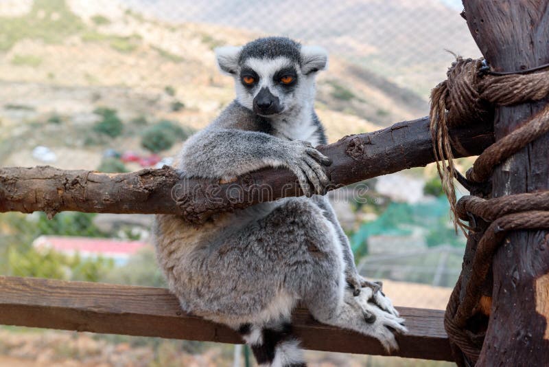 Pojedynczy Ogoniasty lemur, lemura catta, siedzi na gałąź obraz stock Pojedynczy Ogoniasty lemur, lemura catta, siedzi na gałąź obraz stock