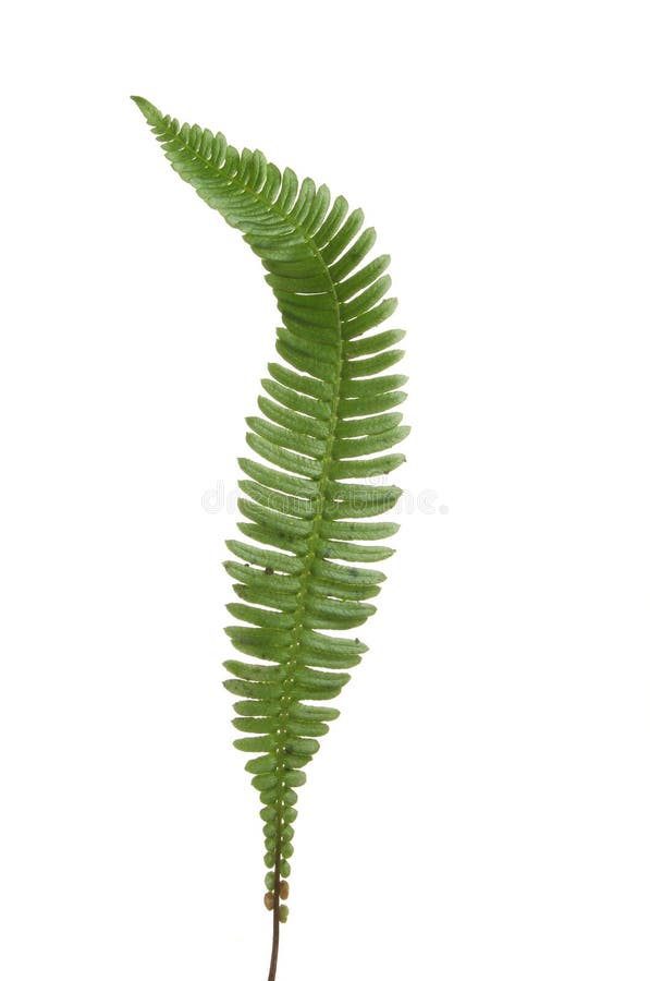 pojedynczy paprociowy frond zdjęcia royalty free pojedynczy paprociowy frond zdjęcia royalty free